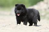 SCHIPPERKE 511